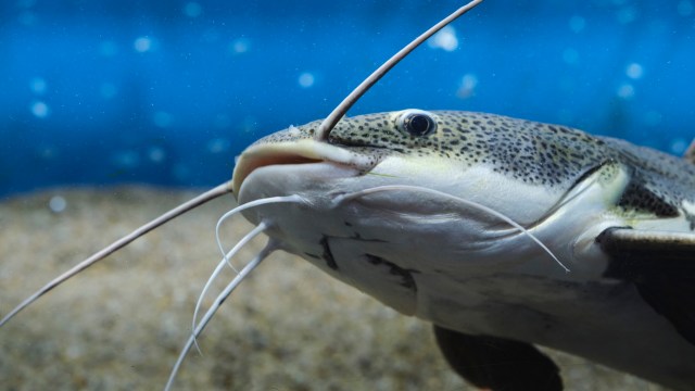 A close-up of a flathead catfish with prominent whiskers swimming in a clear aquarium.