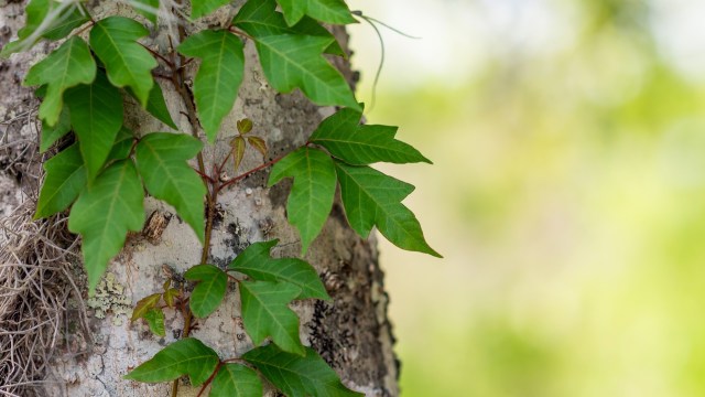 Close-up of vibrant green poison ivy leaves climbing a textured tree trunk, with a blurry green background.