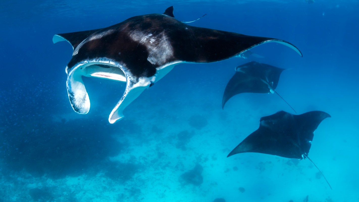 Three manta rays swimming gracefully in clear blue waters.