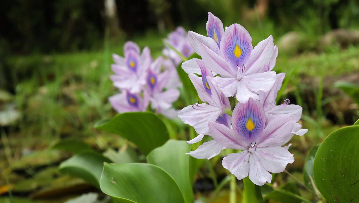 Purple water hyacinth flowers amid green leaves.
