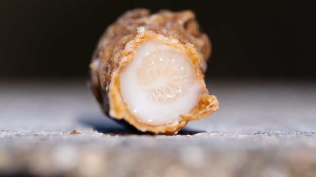 A honey bee larva floating in white royal jelly in a queen cell.