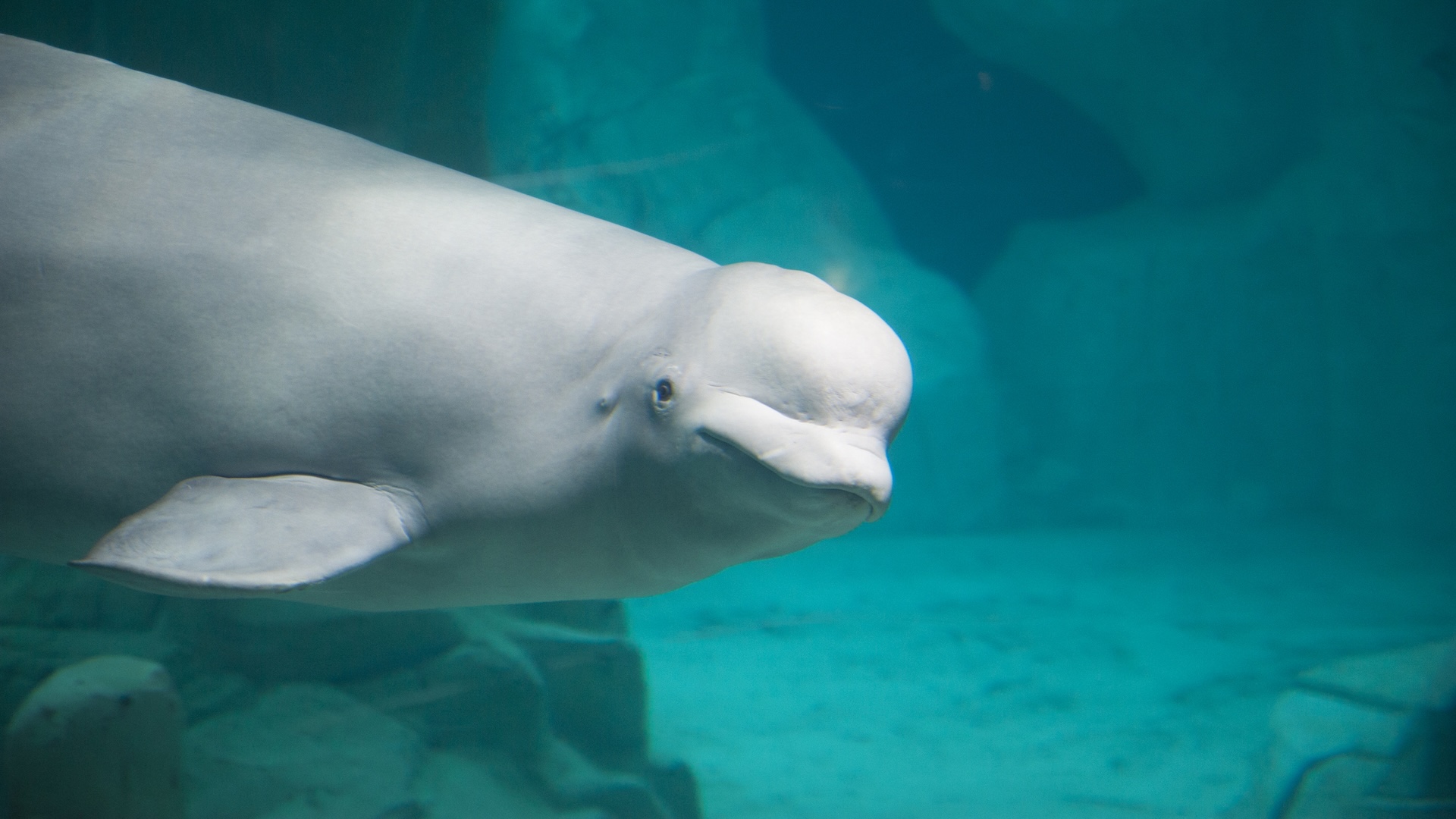 DNA study uncovers surprising mate-switching strategy helping isolated Alaska belugas avoid inbreeding