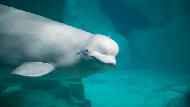 A beluga whale swimming in clear blue water, showcasing its large head and smooth white body.