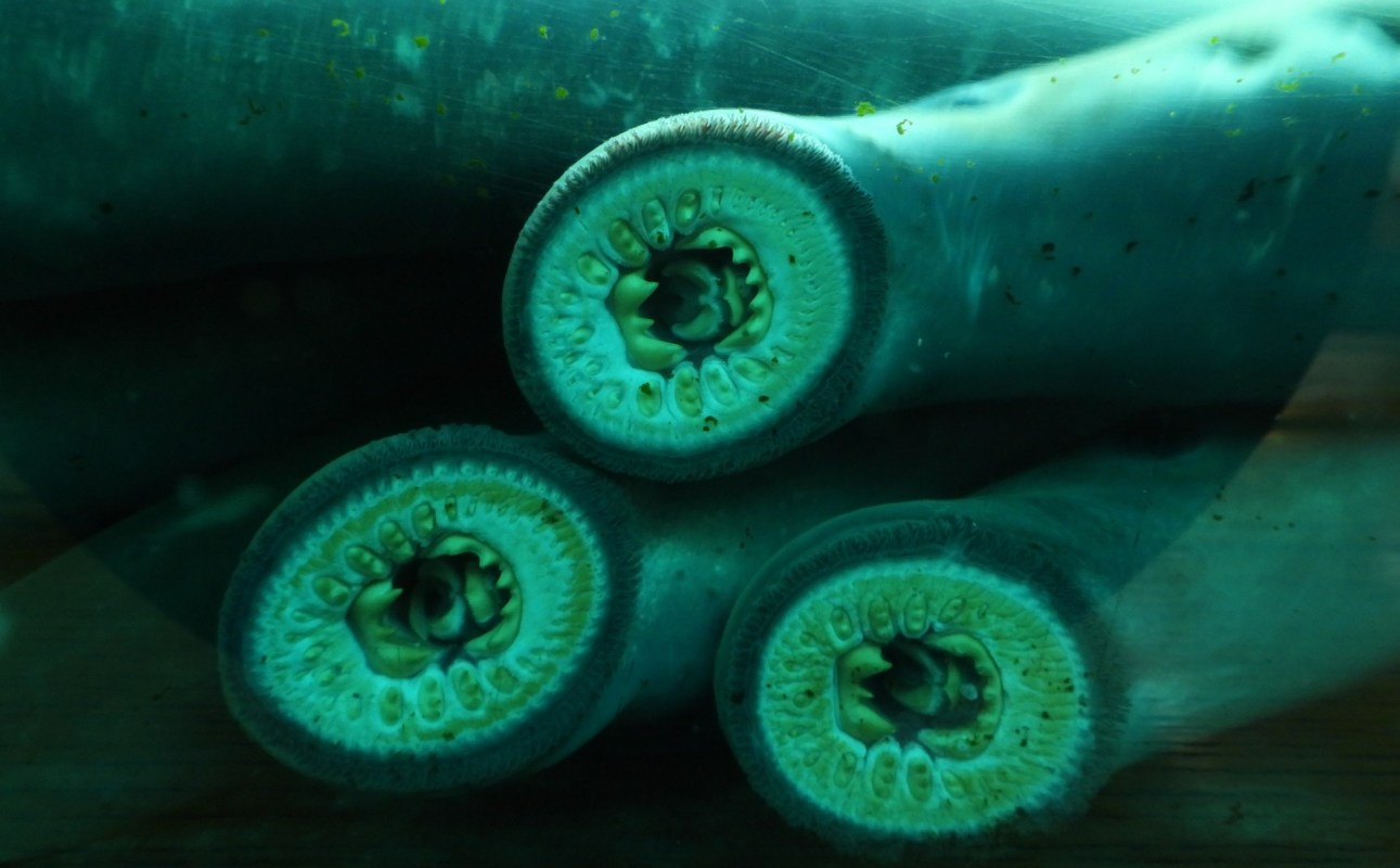 Three close-up views of lamprey mouths, showcasing their circular, toothy structures.