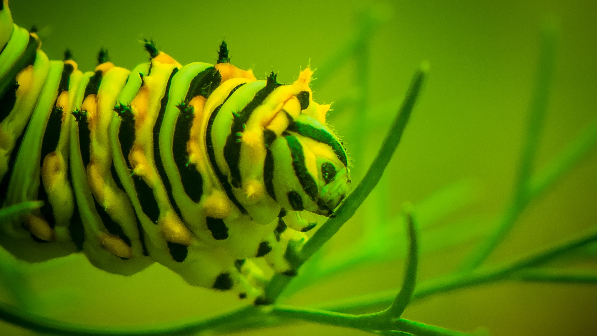 Global study finds butterfly caterpillars are pickiest where plants are richest