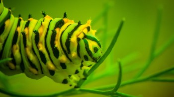 A colorful striped caterpillar resting on a green plant stem.