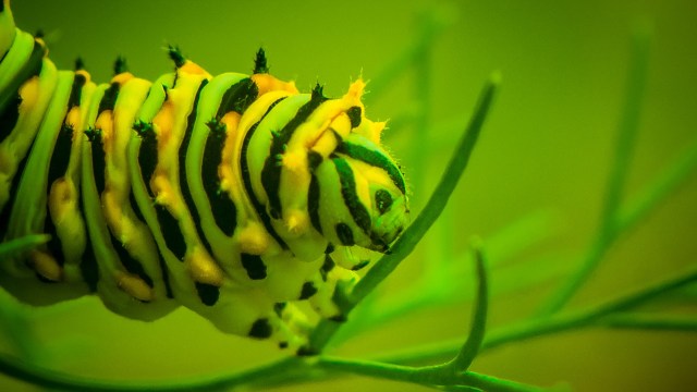 A colorful striped caterpillar resting on a green plant stem.