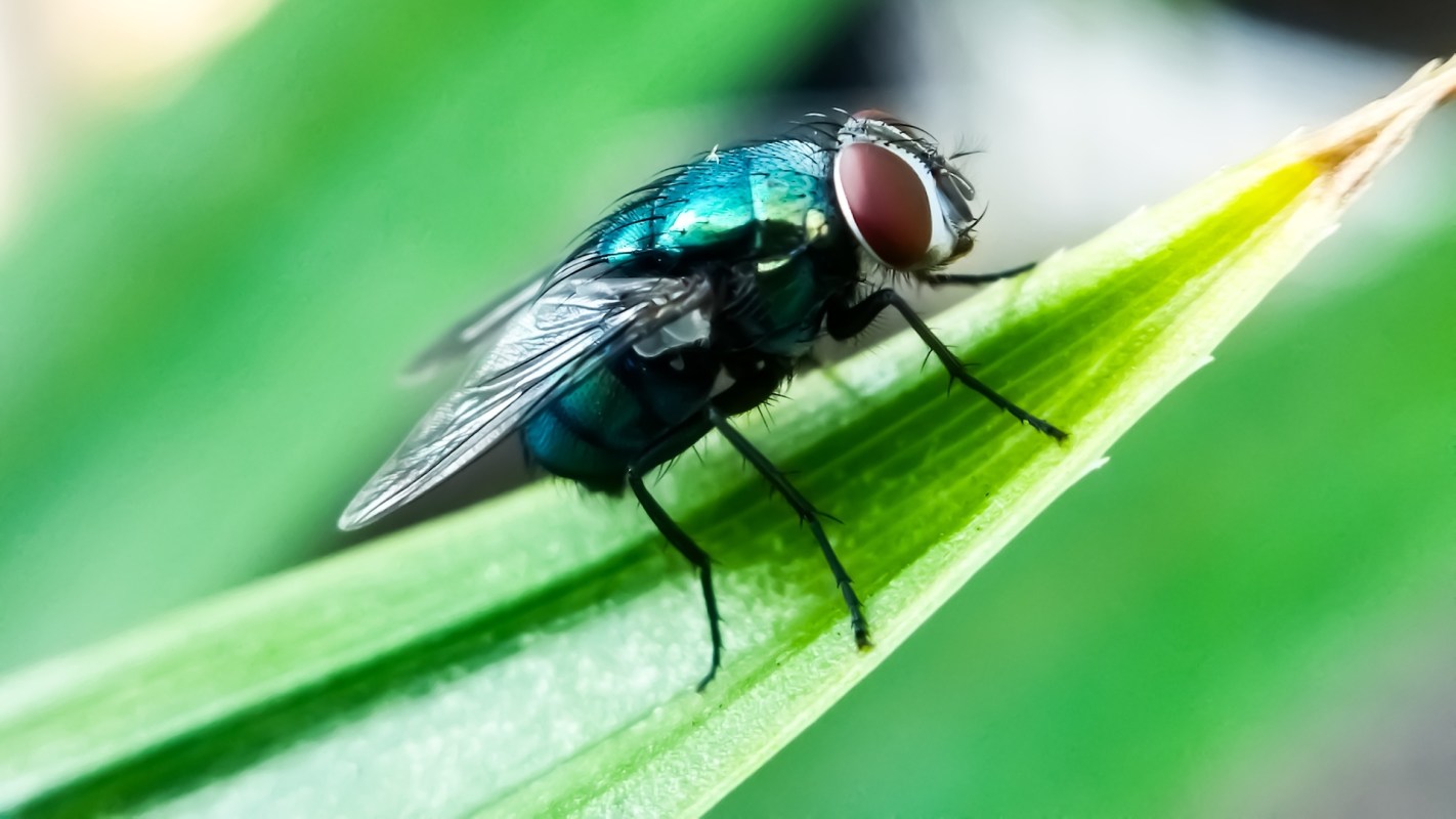 A close-up of a colorful blue fly perched on a green leaf with blurred background.