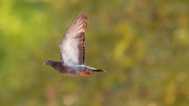 A pigeon in flight with outstretched wings against a blurred green background.