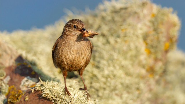 A brown wren with a small item in its beak stands on a moss-covered rock.