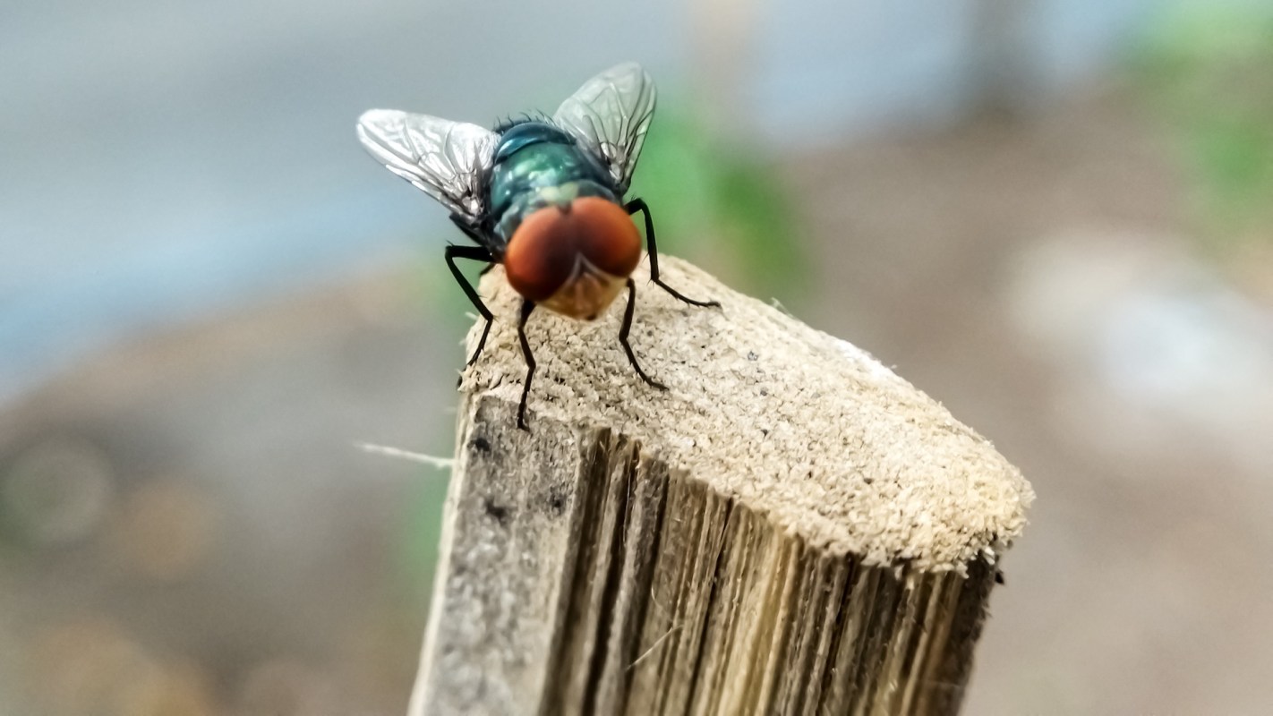 A screwworm fly perched on a wooden stake in front a blurred background.