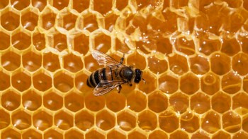 A bee resting on a honeycomb filled with golden honey.