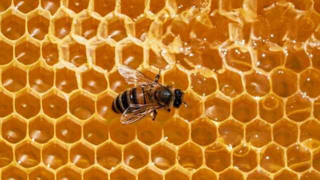 A bee resting on a honeycomb filled with golden honey.
