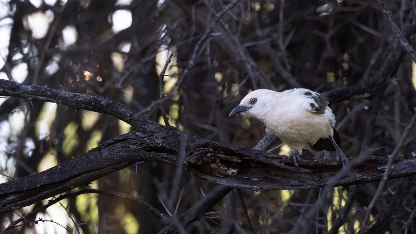 A white bird with dark wing markings perches on a branch amid dense, dark foliage.