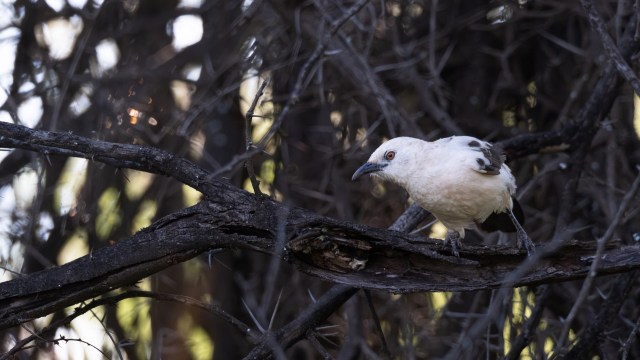 A white bird with dark wing markings perches on a branch amid dense, dark foliage.