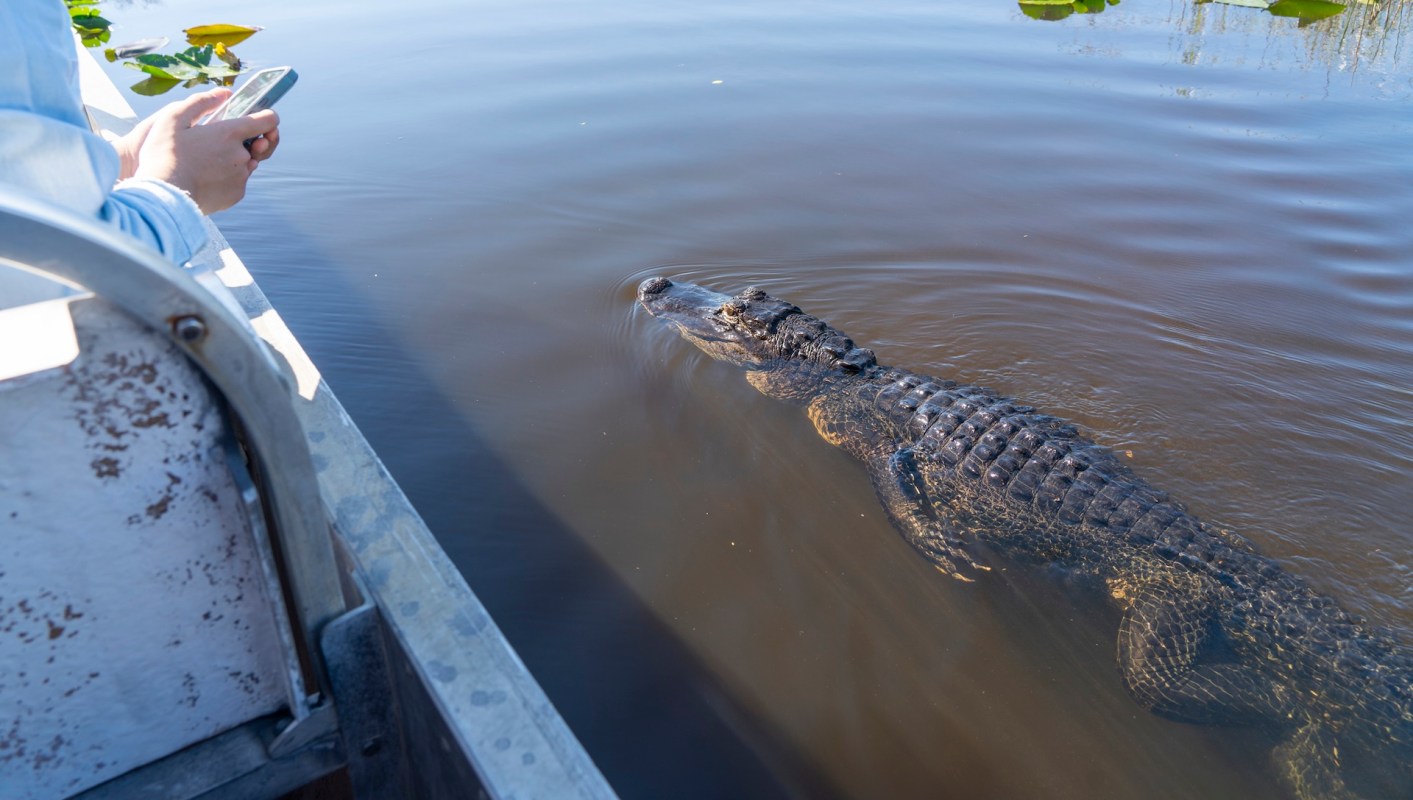 A person in a blue shirt holds a phone on a boat while an alligator swims nearby in murky water.