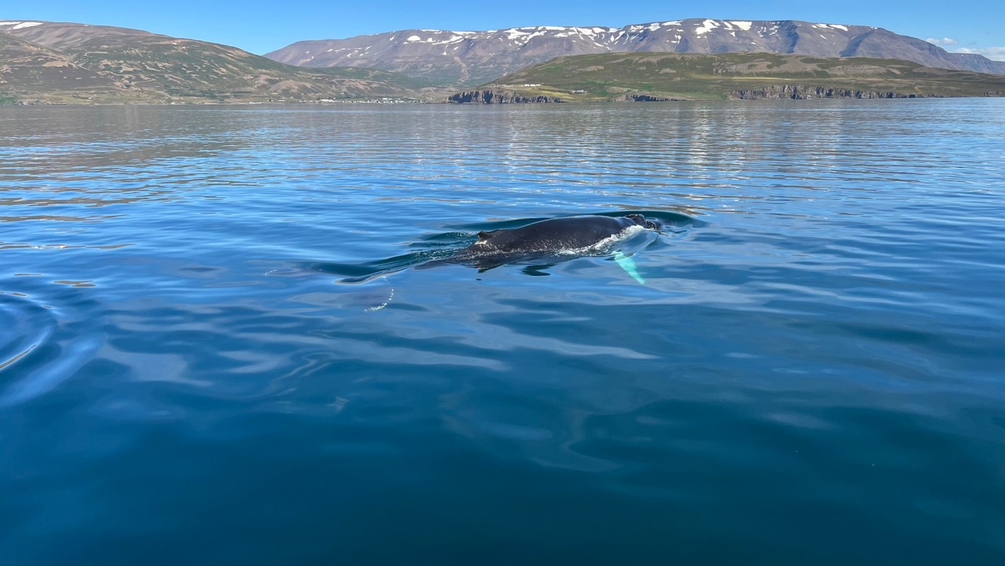 A humpback whale swimming in calm, blue waters with mountainous terrain visible in the background.