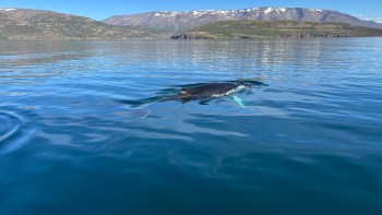 A humpback whale swimming in calm, blue waters with mountainous terrain visible in the background.