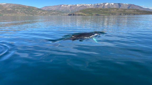A humpback whale swimming in calm, blue waters with mountainous terrain visible in the background.