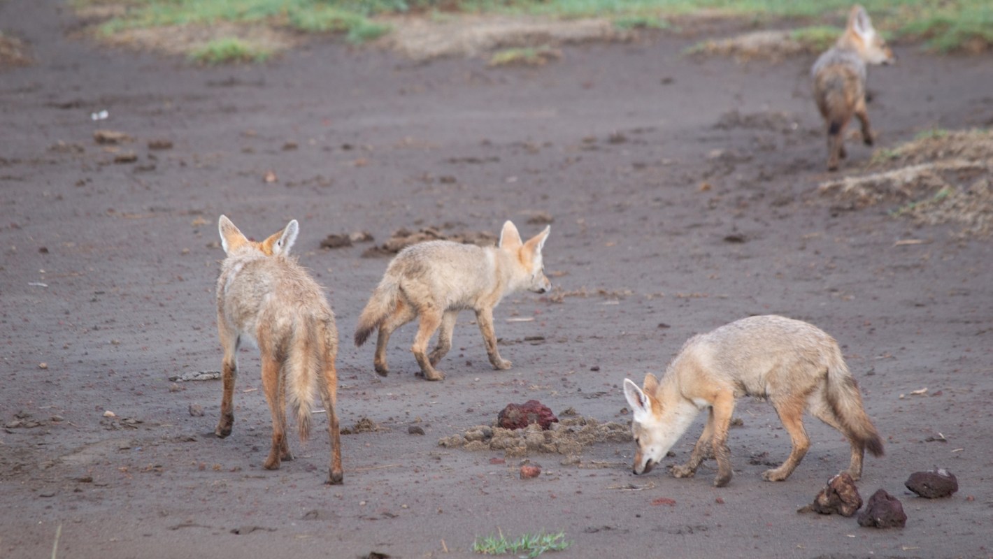 A group of four jackals foraging on a sandy surface, with some droppings scattered nearby.