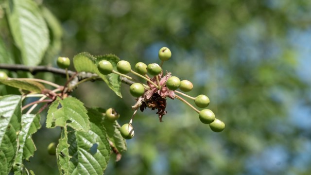 A branch with green unripe cherries.