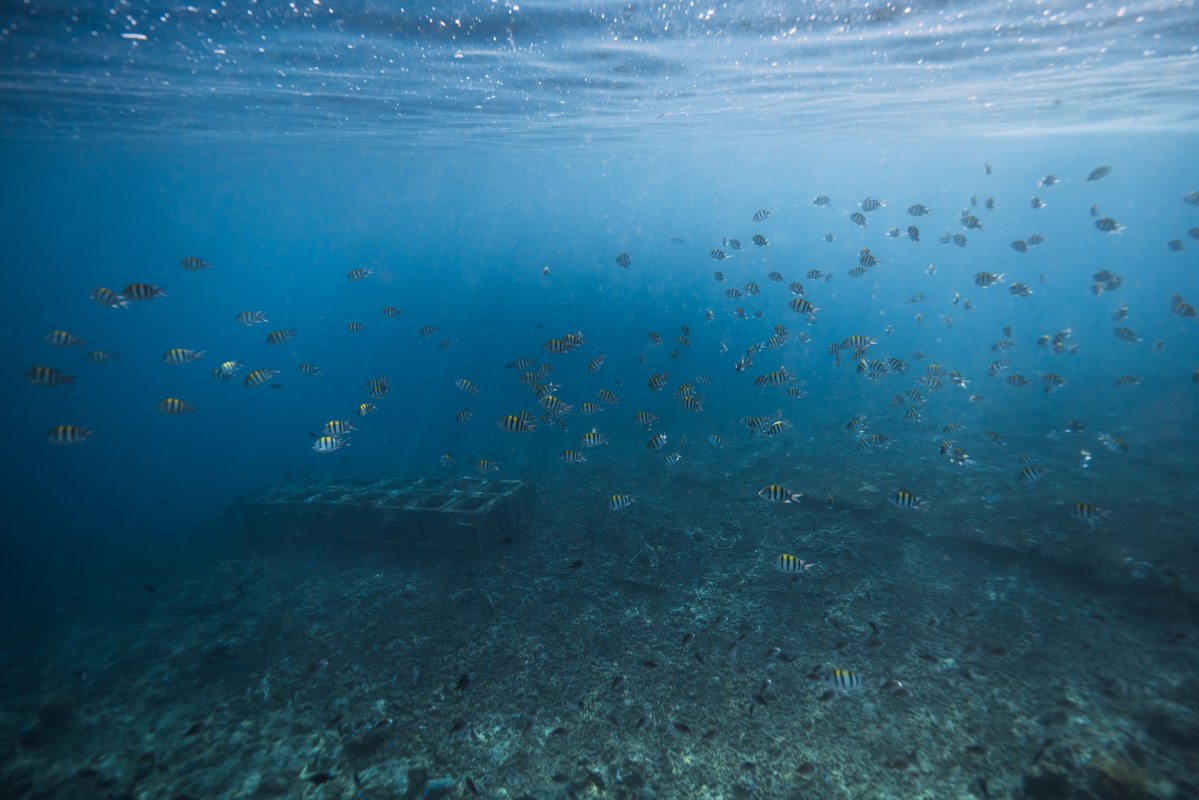 A school of striped fish swims above a submerged structure in clear blue water with the sun shining through.