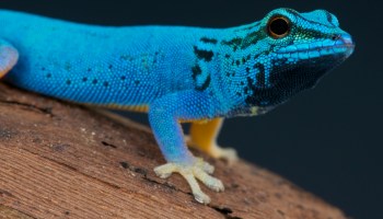 A close-up of a vibrant electric blue gecko perched on a piece of wood.