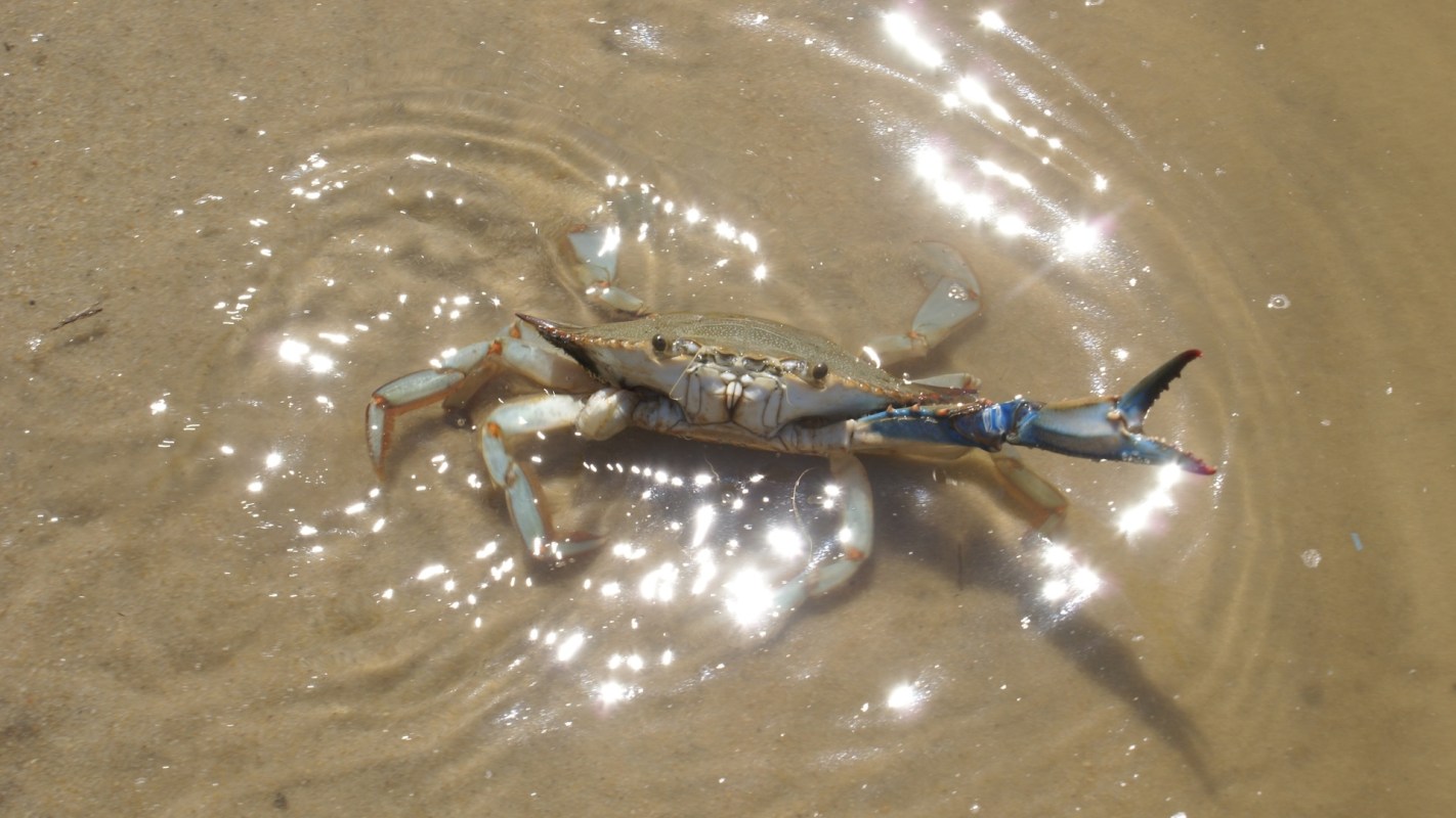 A blue crab walking on wet sand in shallow, sparkling water.
