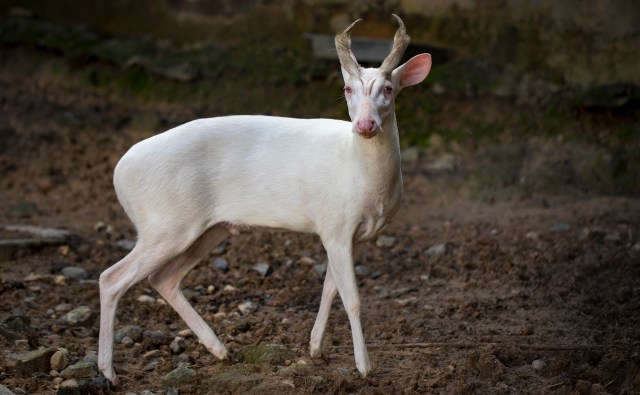 A white deer with antlers stands in a dirt area, looking back over its shoulder.