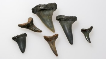 A collection of six fossil shark teeth of various sizes arranged on a white background.