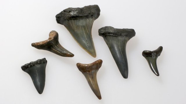 A collection of six fossil shark teeth of various sizes arranged on a white background.