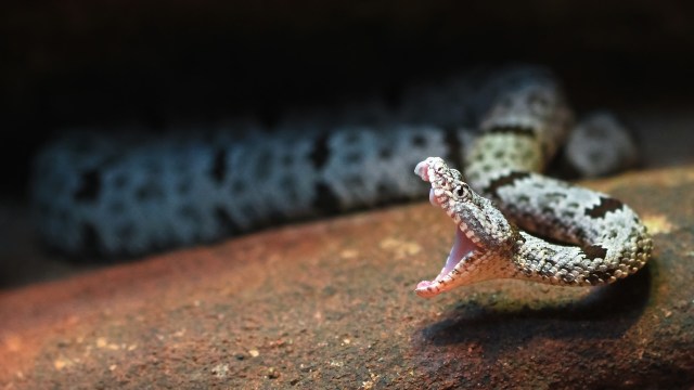 A close-up of a rattlesnake with an open mouth, displaying its fangs against a rocky background.