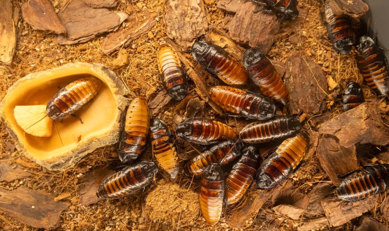 A group of Madagascar hissing cockroaches on substrate, with one near a food dish containing a piece of fruit.