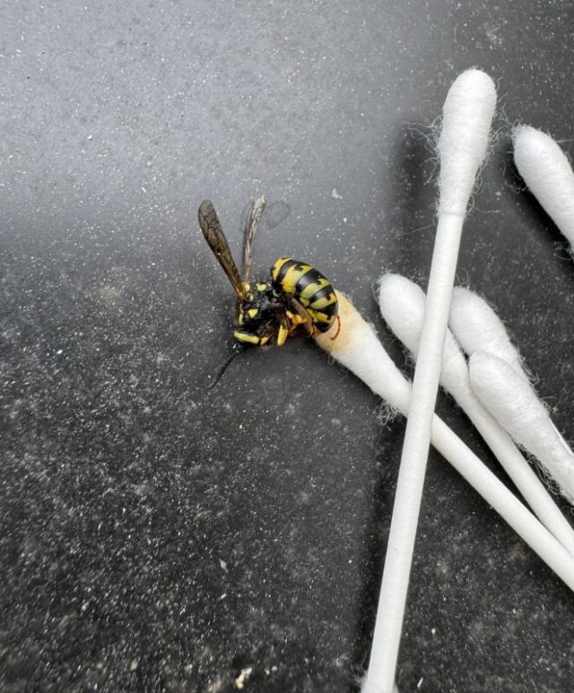 A wasp on a black surface near cotton swabs.
