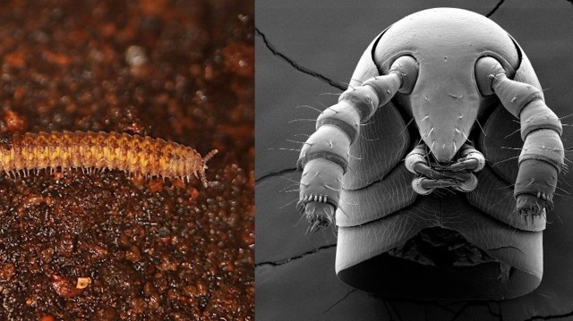 A segmented millipede on the left and a magnified millipede on the right.