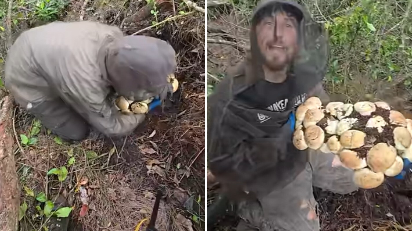 A person in a grey outfit gathers mushrooms in a forest, excitedly displaying a large cluster they found.