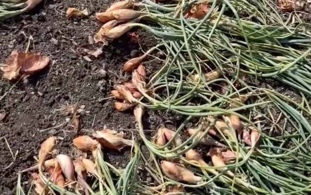 A patch of soil scattered with freshly harvested small onions and their green tops.