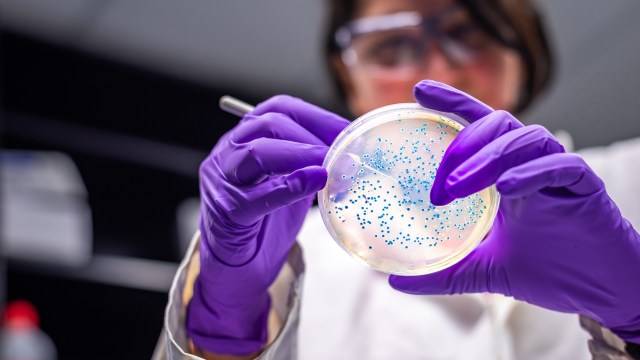 A scientist in gloves examines a petri dish with blue dot-like cultures.