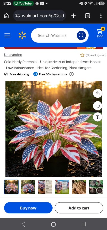 An American flag-patterned hosta that appears to be AI-generated. 