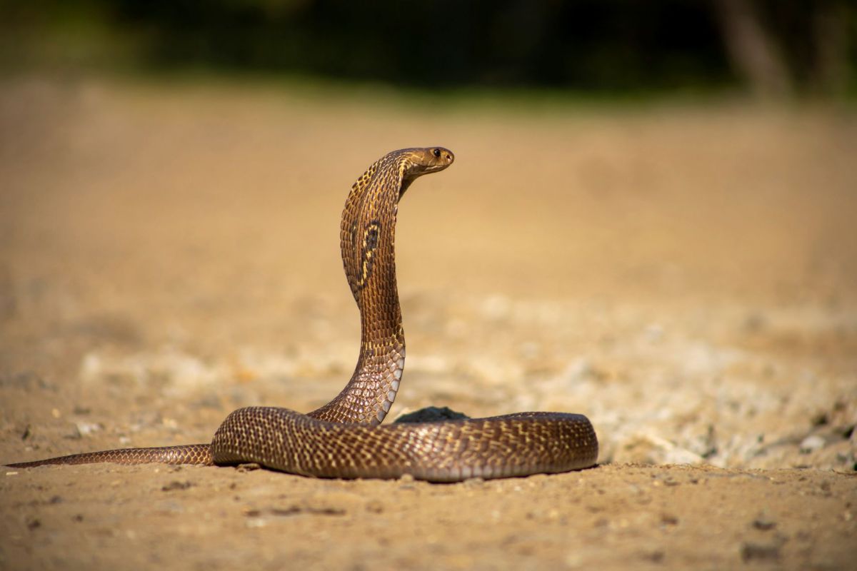 An Indian cobra coiled on the ground with its head raised.