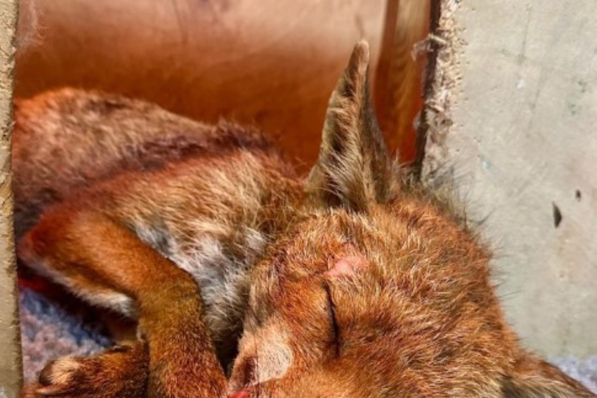 A close-up of a small, injured fox lying on its side in a cozy space.