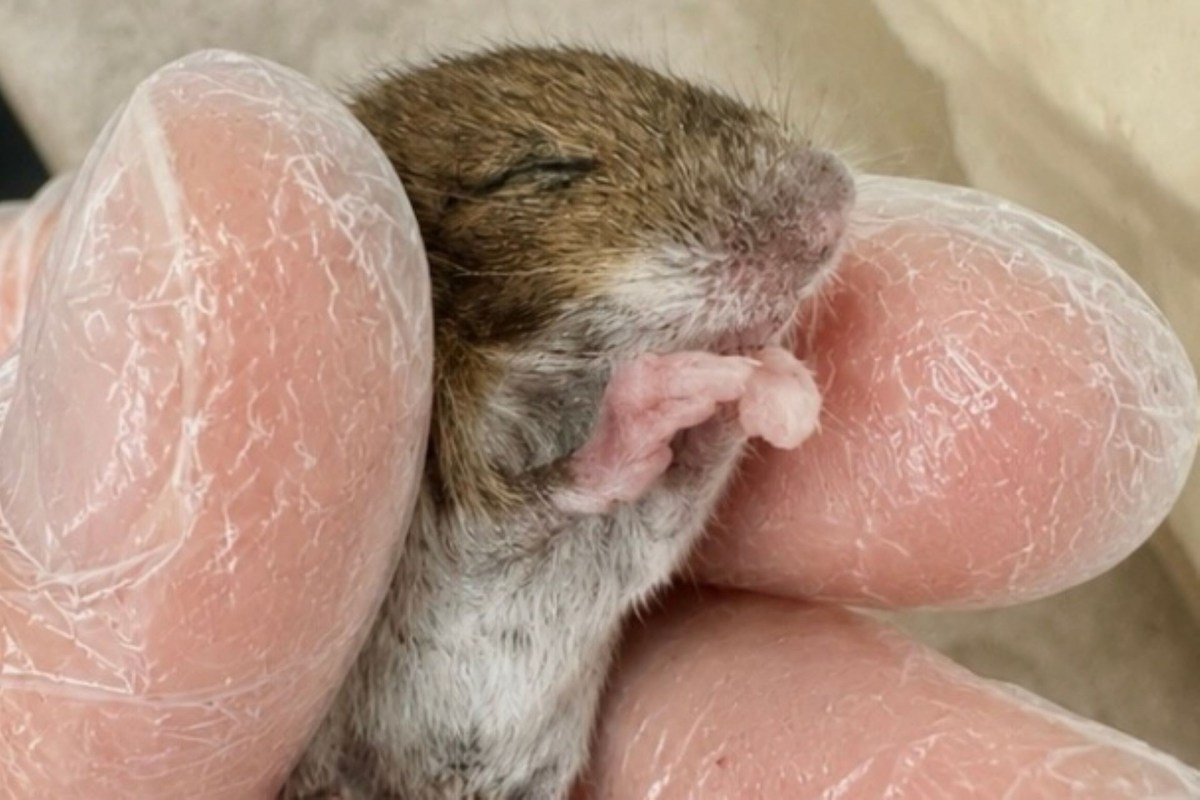 A small mouse being held between two gloved fingers.