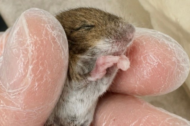 A small mouse being held between two gloved fingers.