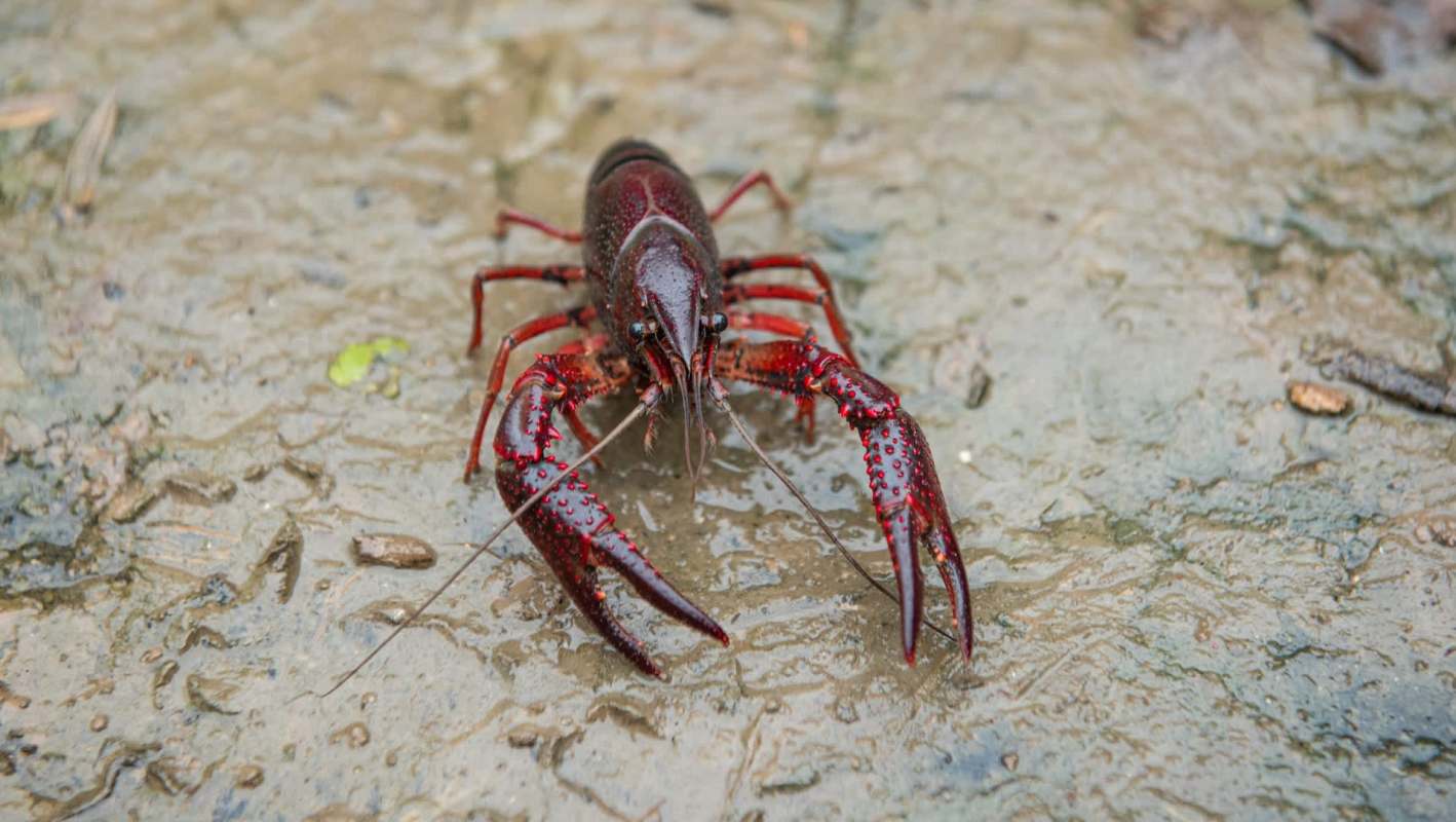 A red swamp crayfish with large pincers on wet, muddy ground.