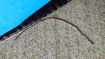 A thin, brownish worm-like creature crawling on textured concrete.
