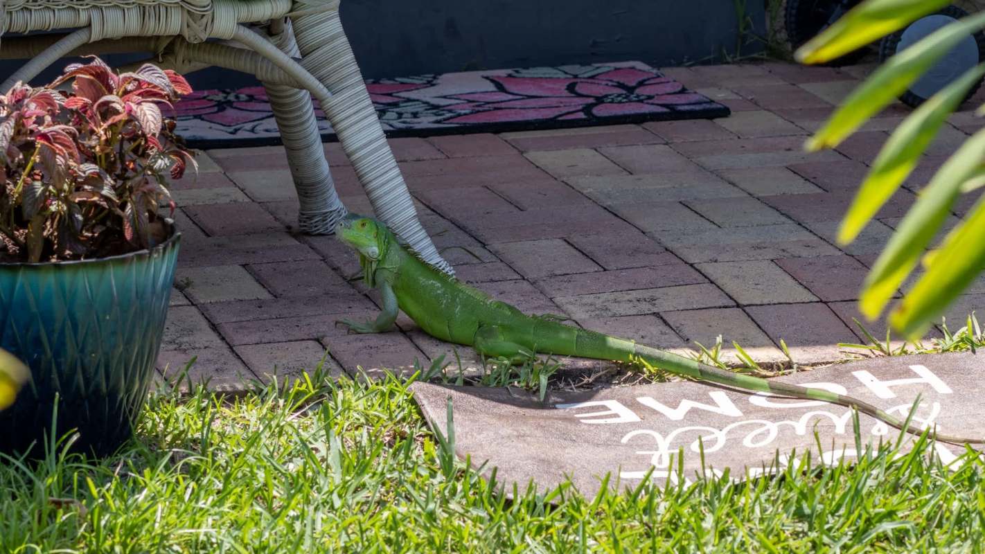A green iguana crawls across a brick patio near a potted plant and a welcome mat.