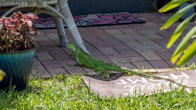 A green iguana crawls across a brick patio near a potted plant and a welcome mat.