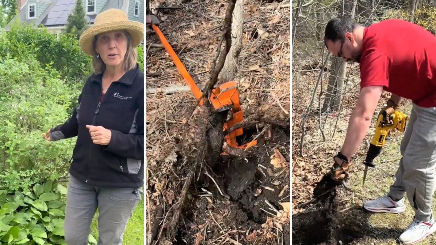 A woman in a straw hat stands by plants, and roots are removed with tools in a wooded area.