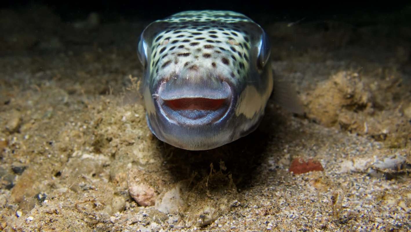 A silver-cheeked pufferfish resting on the sandy ocean floor.
