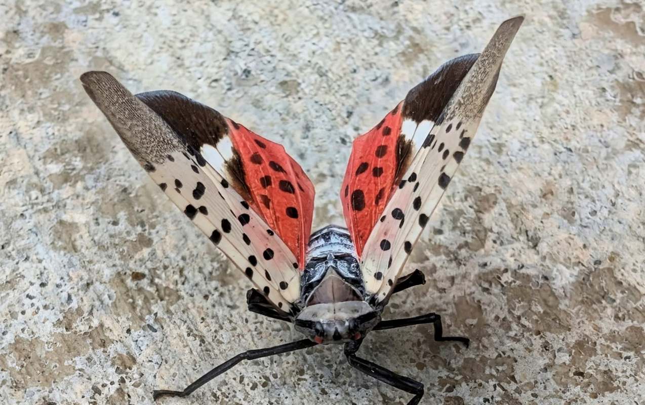 A large, colorful spotted lanternfly with red and black wings resting on a textured surface.